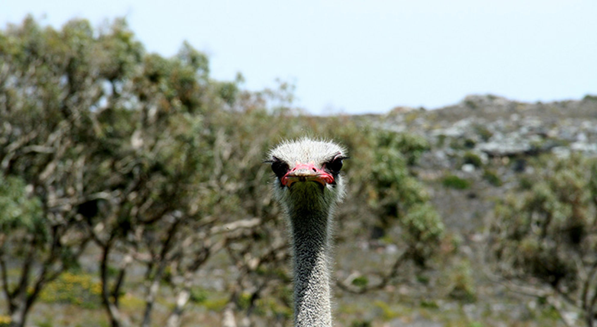 Close-up van een struisvogel met rode snavel in Zuid-Afrika.