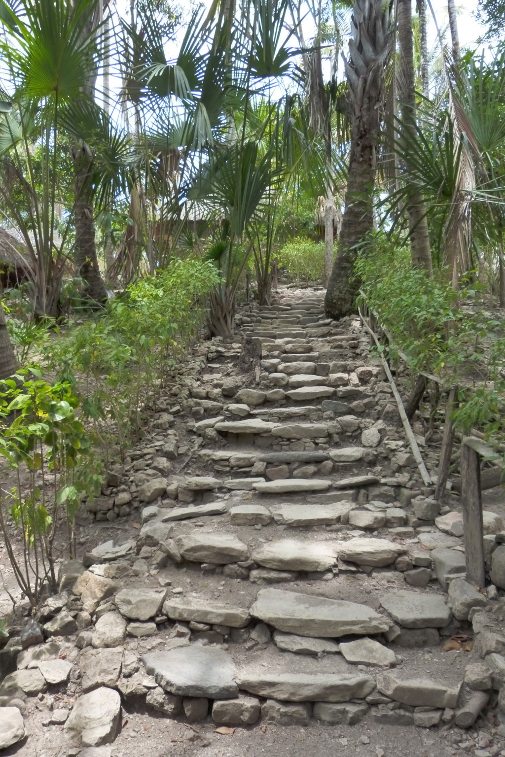Stenen trap door een palmbos op Timor, Sumba of Bali tijdens de rondreis.