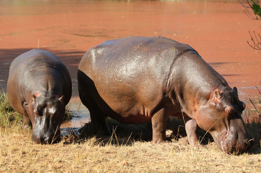 Twee nijlpaarden grazen aan de oever van een rivier in Zuid-Afrika tijdens een kampeer groepsrondreis.