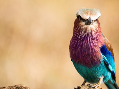 Scharrelaar met paarse borst en blauwe vleugels in Kenia en Tanzania.