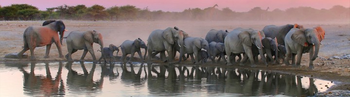 Kudde olifanten bij een drinkplaats in Etosha National Park tijdens zonsondergang.