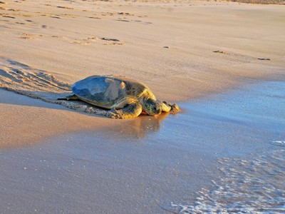 Zeeschildpad op het strand in Oman, bij de vloedlijn.