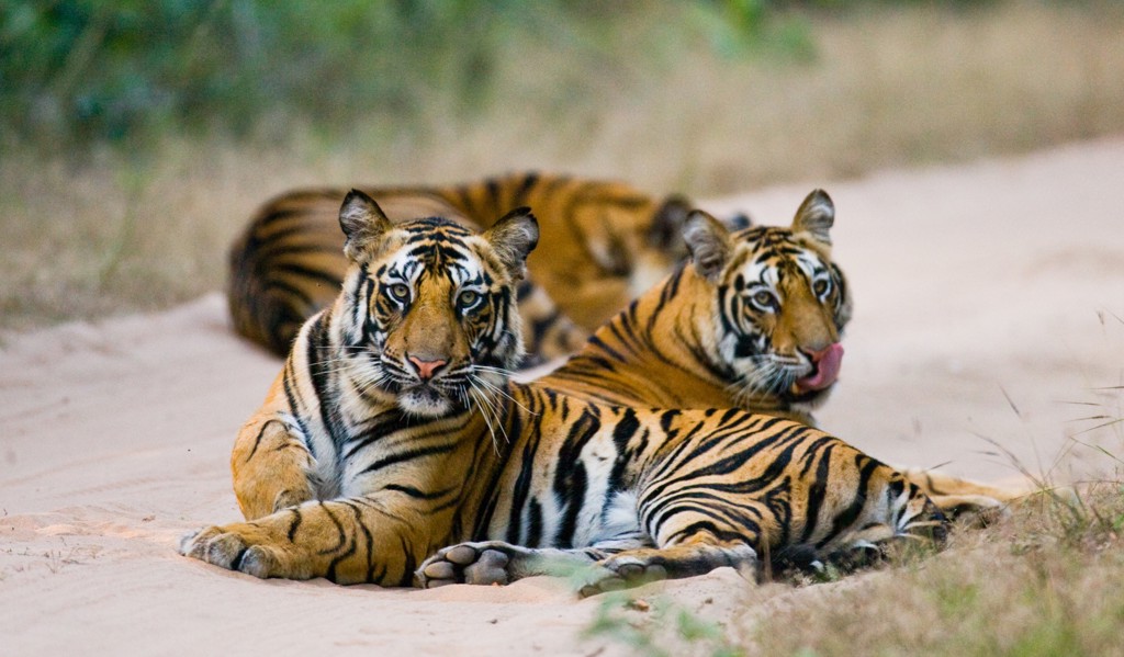 Twee Bengaalse tijgers rusten in het zand tijdens een tijgerreis in India.