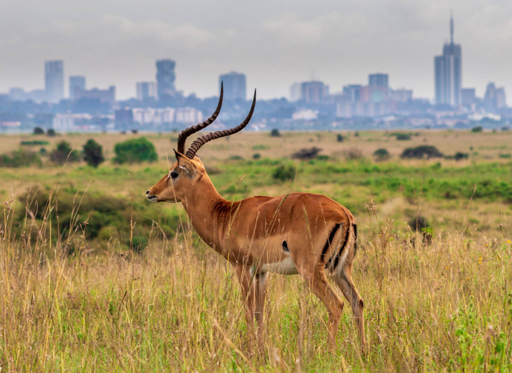 Impala in het Nairobi National Park met de skyline van Nairobi op de achtergrond.