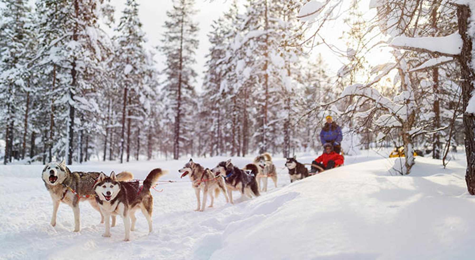 Husky sledetocht in Fins Lapland Hondenslee met husky’s door een besneeuwd boslandschap in winterzon.