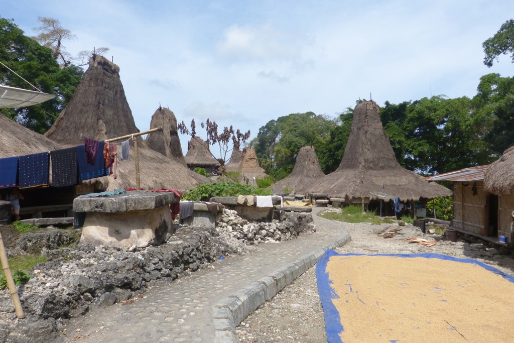 Traditioneel dorp op Sumba met rieten puntdaken en graan dat droogt langs het pad tijdens rondreis Timor, Sumba & Bali.