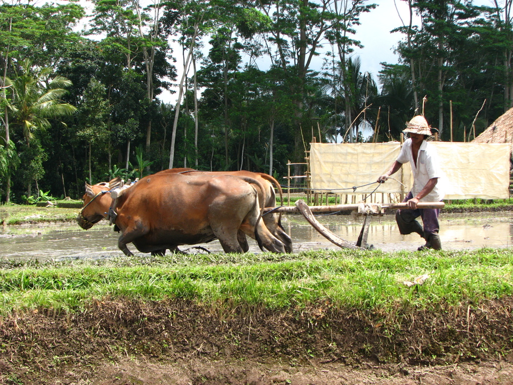 Boer ploegt rijstveld op Bali met twee ossen, omringd door palmbomen.