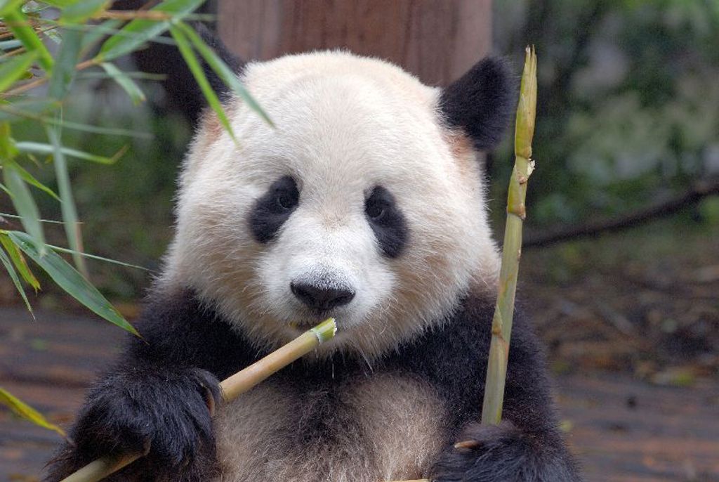 Reuzenpanda eet bamboe tijdens een familiereis door China.