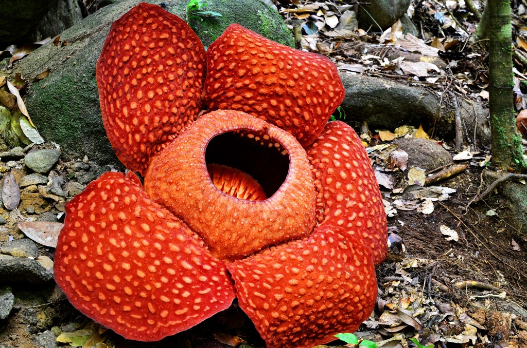 Rafflesia-bloem in het regenwoud van Maleisisch Borneo (Sarawak en Sabah).