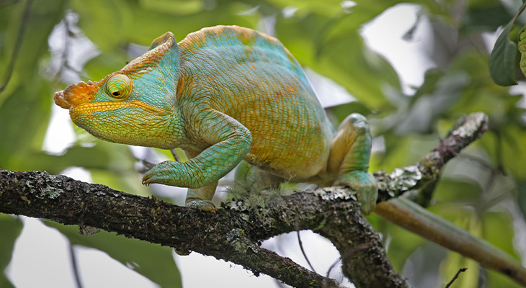 Ranomafana Nationaal Park Gekleurde kameleon op een boomtak tussen groene bladeren.