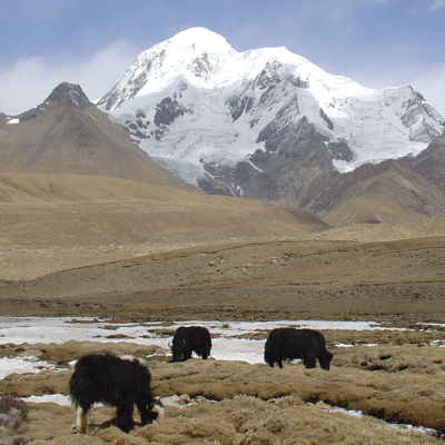 Yaks grazen op de hoogvlakte met besneeuwde Himalaya-bergen in Tibet en Nepal op de achtergrond.
