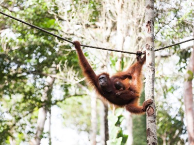 Orang-oetan met jong slingert aan een touw tussen de bomen in Kalimantan.