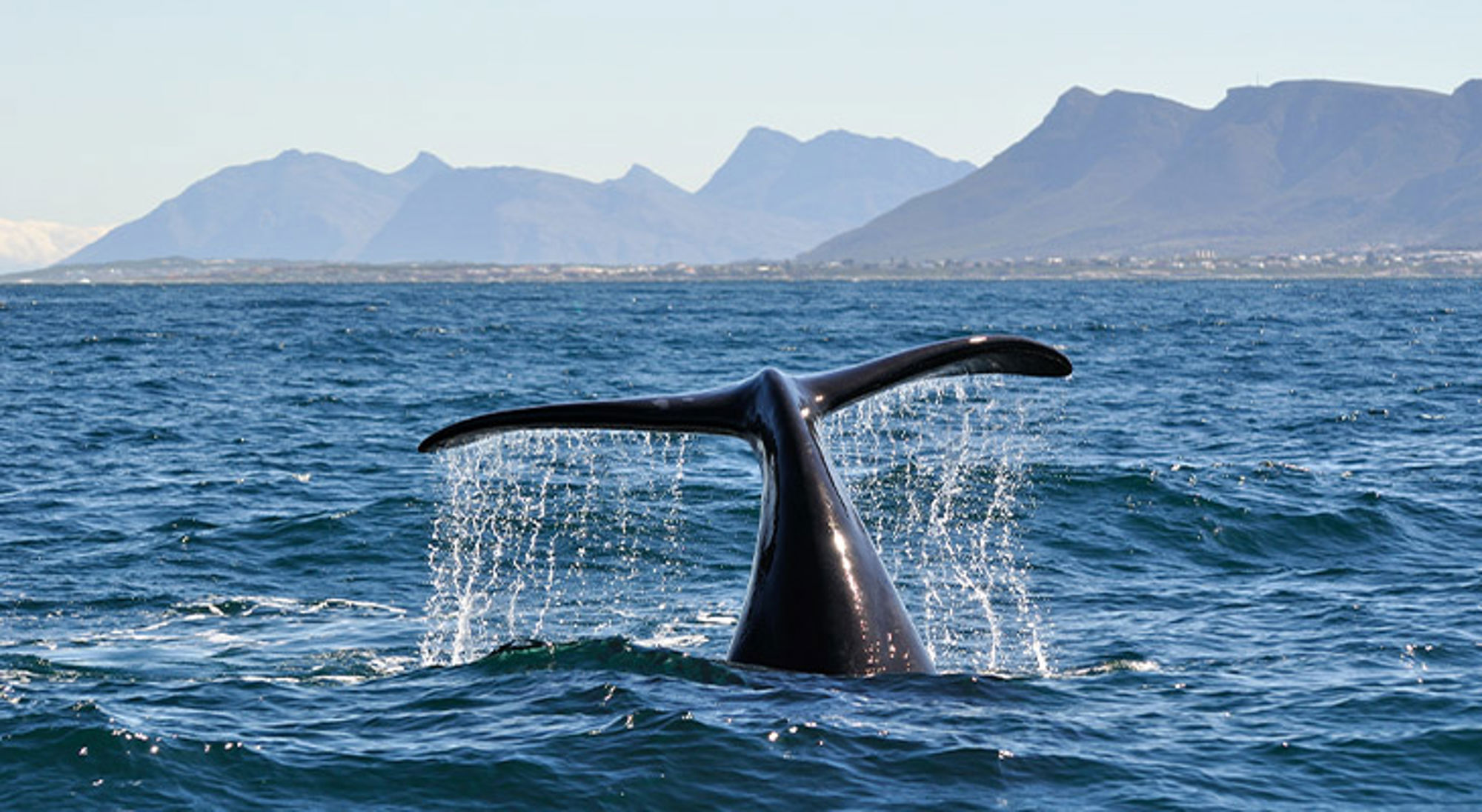 Hermanus Zuid-Afrika Walvisstaart die boven de oceaan uitkomt met opspattend water, met bergen op de achtergrond.