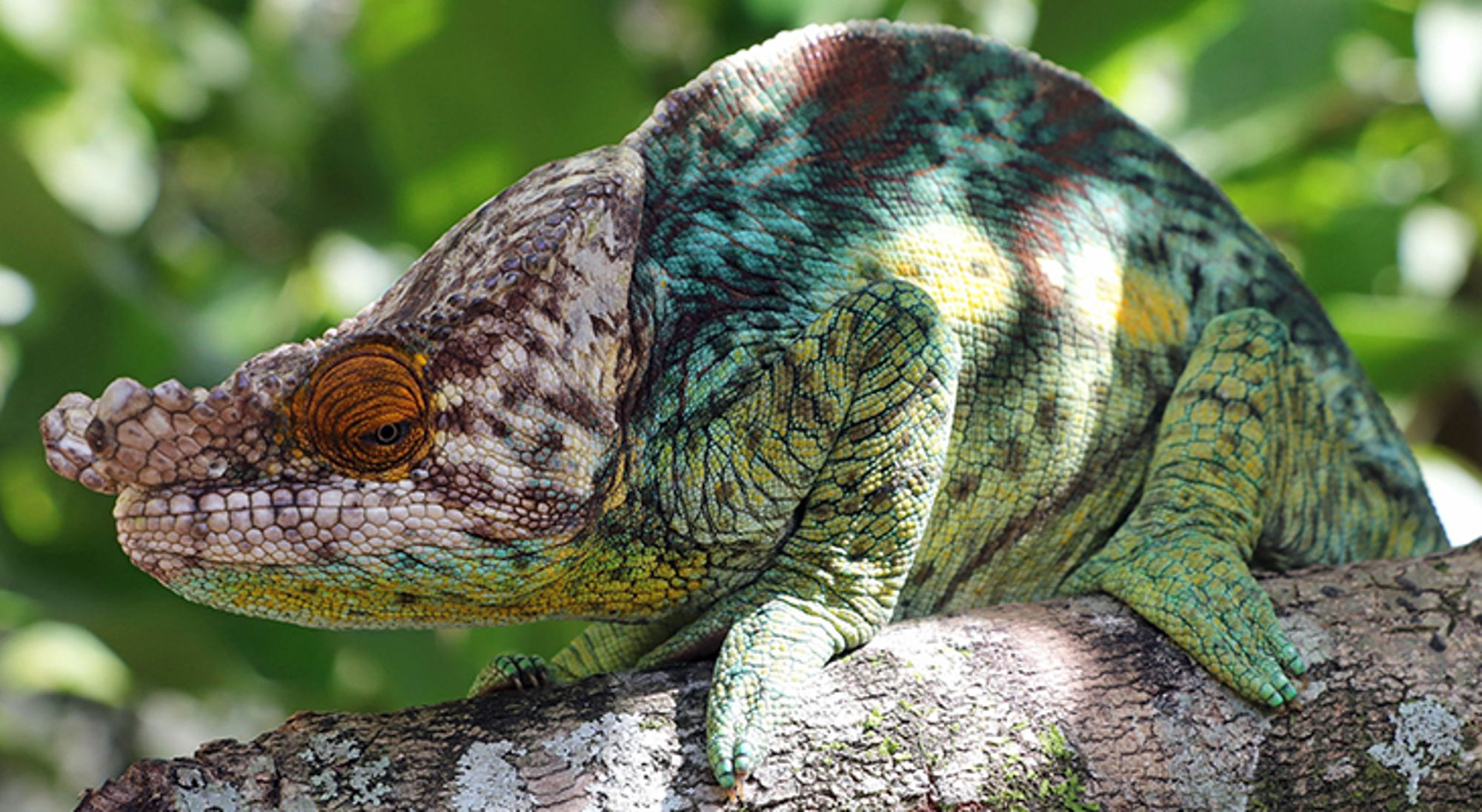 Gekleurde kameleon op een tak in het groen.
