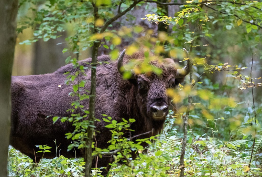 Europese bizon tussen de bomen in een Pools bos tijdens een groepsrondreis Polen.