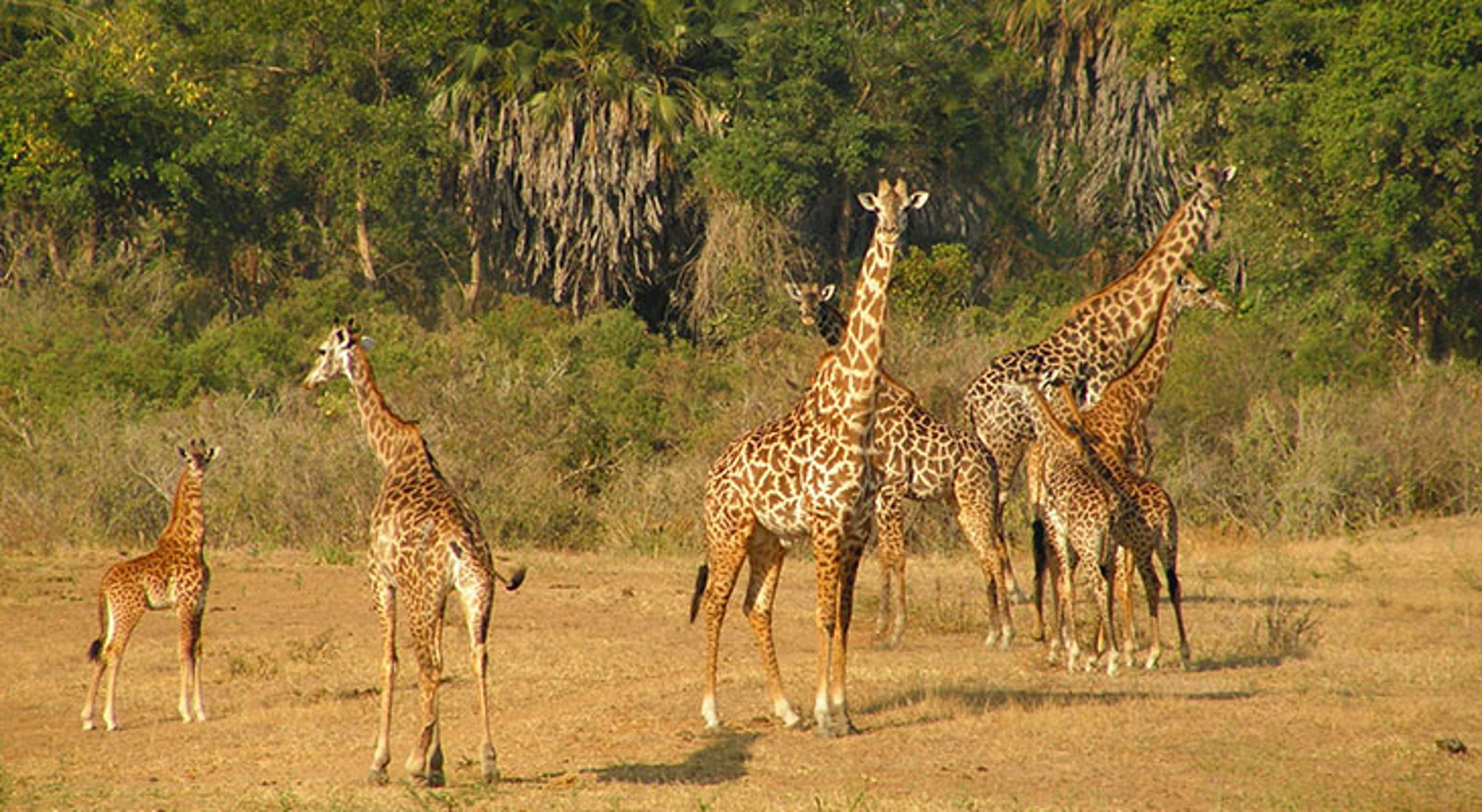 Kudde giraffen op de savanne in Tanzania, met groen bos op de achtergrond.