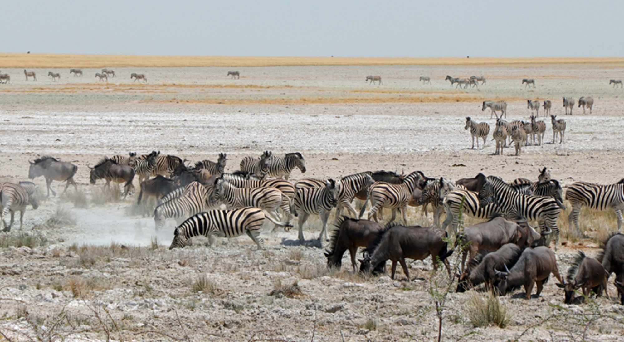 kuddes wilde beesten om waterplekken Zebra’s en gnoes verzamelen bij een waterplaats op de savanne.
