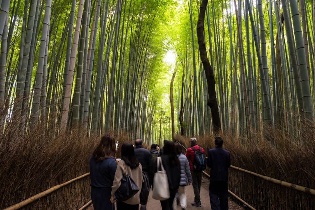 Wandelaars in het bamboebos van Arashiyama in Kyoto, Japan.