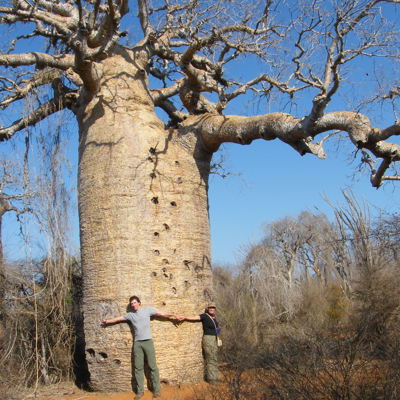 Reizigers bij een reusachtige baobab in Madagascar tijdens een groepsrondreis.