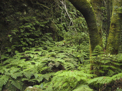 Groene laurierboswandeling met varens op Tenerife tijdens de 10-daagse wandelvakantie Tenerife & La Palma.