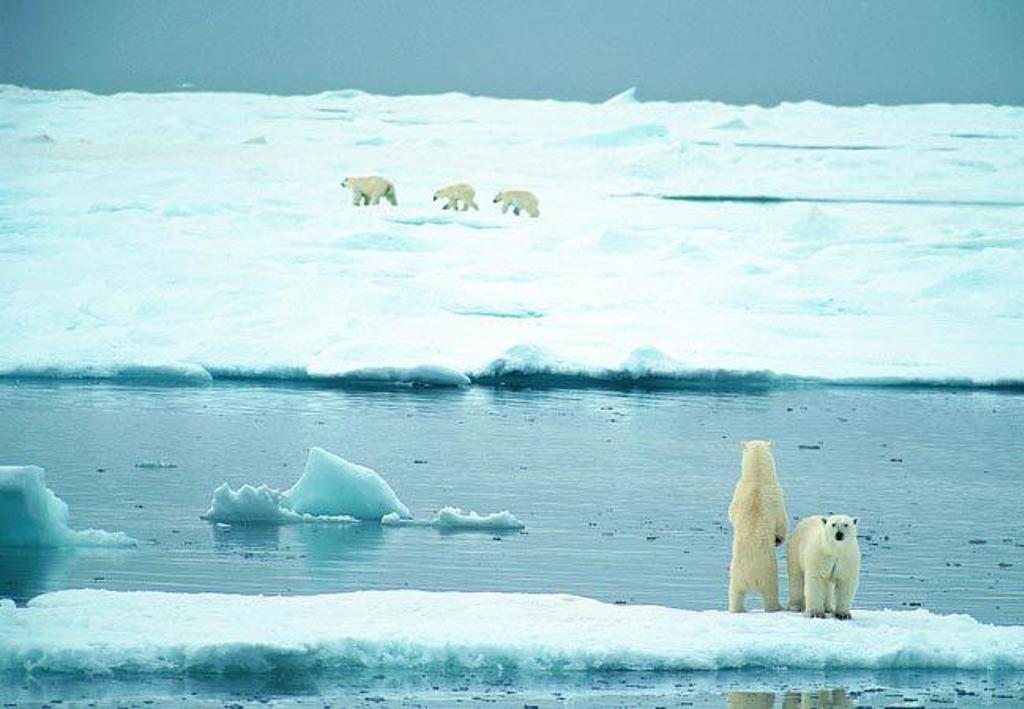 Groepsrondreis Vier Arctische eilanden: ijsbergen en ruige kustlijn bij Spitsbergen.