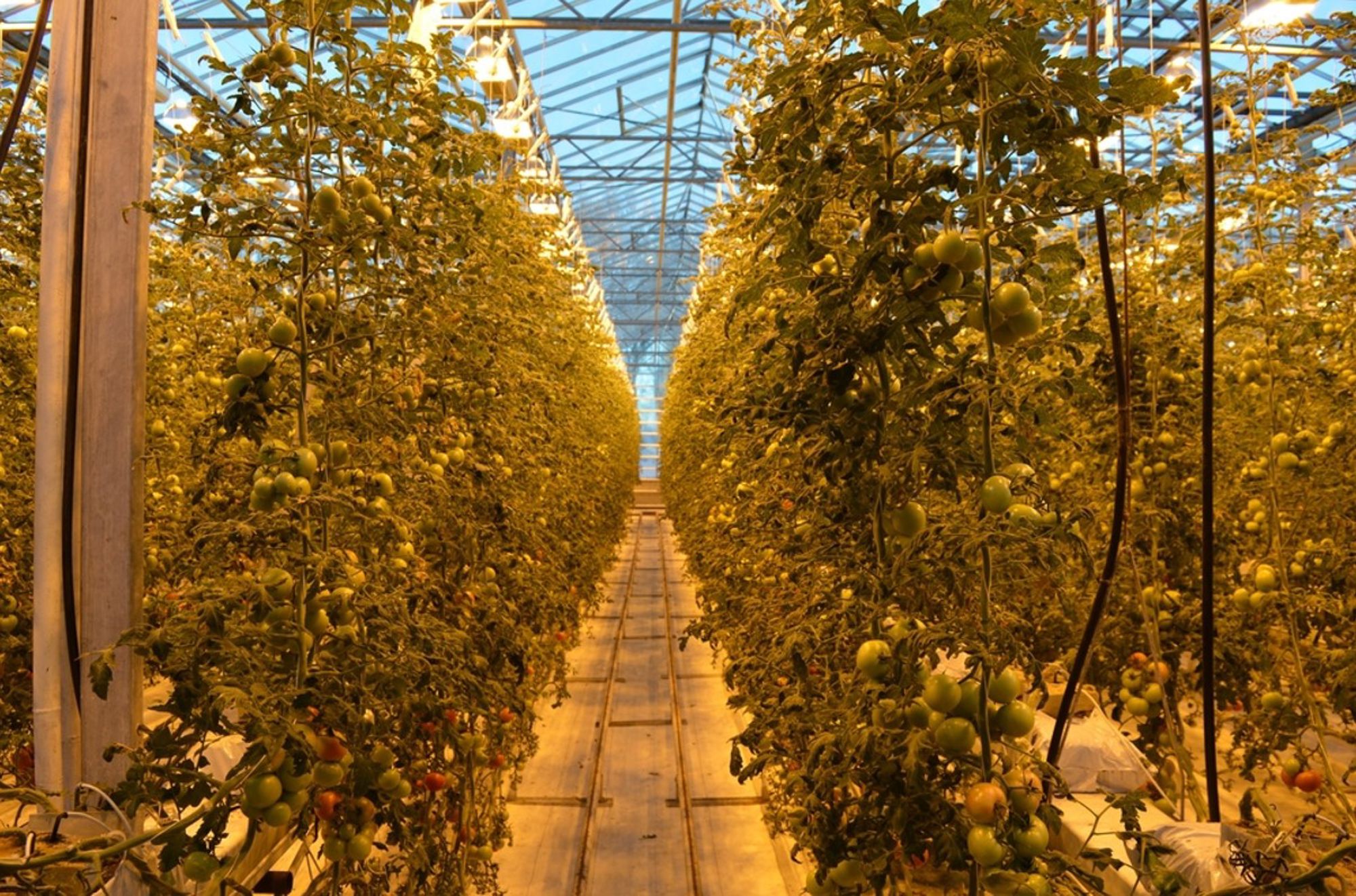 Tomatenplanten in een geothermische kas in IJsland, langs lange rijen onder glas.