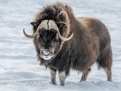 Muskusos in de sneeuw tijdens de route vier Arctische eilanden.