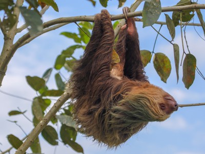 Luiaard hangend aan een tak in het regenwoud van Costa Rica tijdens de Route Costa Rica.