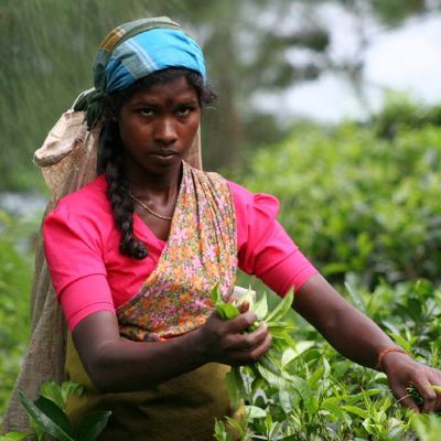 Vrouw plukt theebladeren in een theeplantage in Sri Lanka tijdens groepsrondreis Sri Lanka en Malediven.