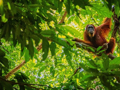 Orang-oetan in de jungle van Maleisisch Borneo, zittend op een boomtak.