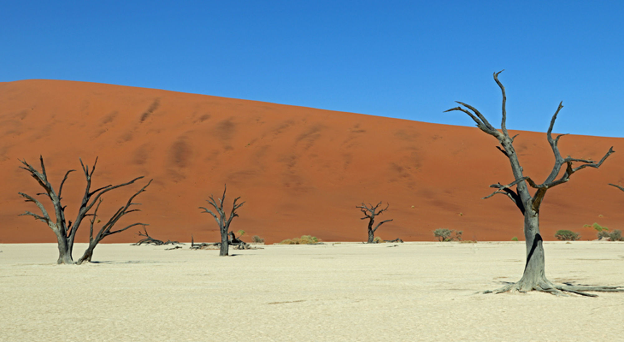 Dode bomen in Deadvlei in Namibie Dode acaciabomen op witte kleivlakte met rode zandduinen en blauwe lucht.