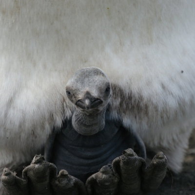 Koningspinguinkuiken op de poten van een volwassen pinguïn in Antarctica.