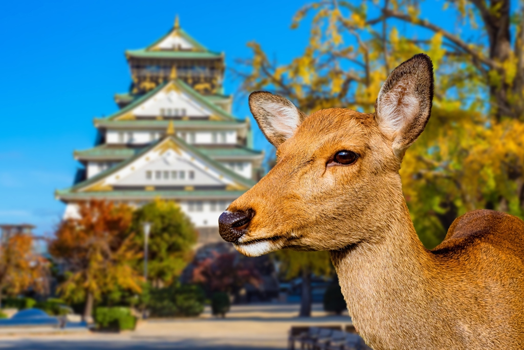 Nara shutterstock.jpg