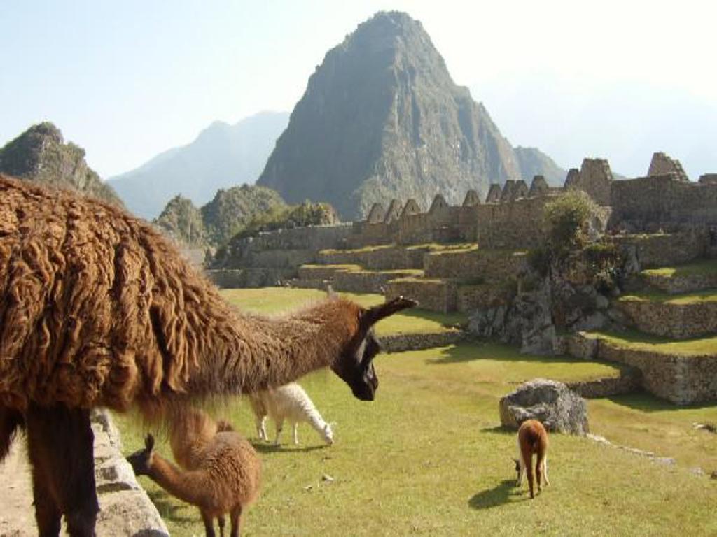 Lama’s bij de ruïnes van Machu Picchu in de Andes tijdens een groepsrondreis Argentinië, Bolivia en Peru.