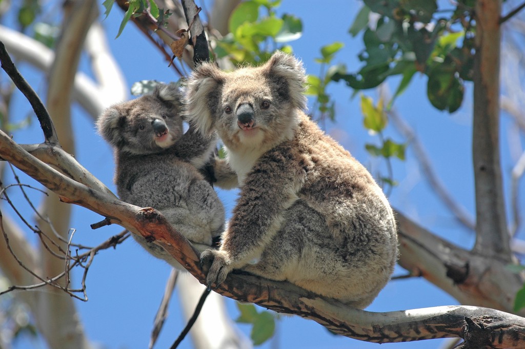 Koala met jong in een eucalyptusboom tijdens rondreis Australië kampeer- en hotelreis.