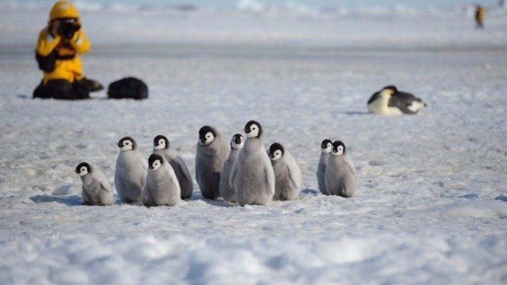 Kolonie keizerspinguïns op het ijs bij Snow Hill eiland, Antarctica.