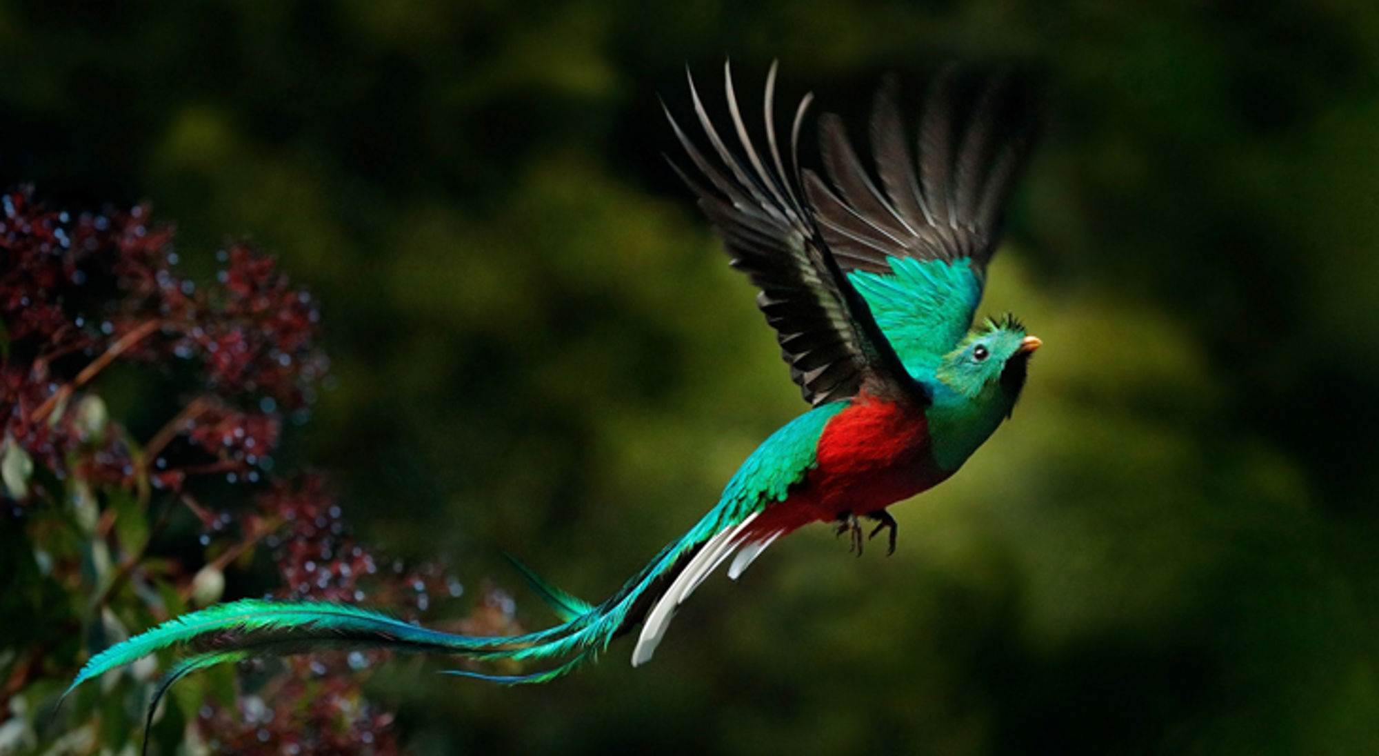 Quetzal in natuurreservaat Biotopo del Quetzal, Guatemala Quetzal met groen-blauw verenkleed en rode borst in vlucht boven het bos.
