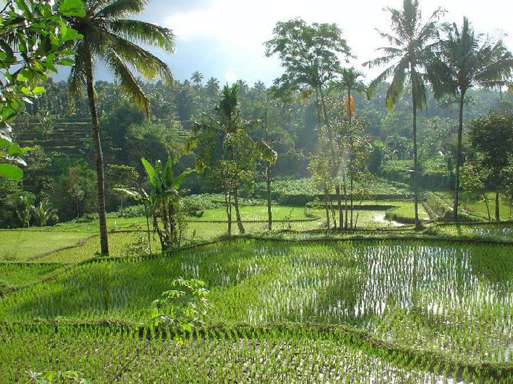 Groene rijstterrassen met palmbomen op de Kleine Sunda eilanden in Indonesië.