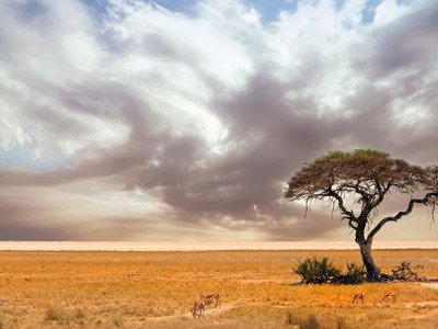 Eenzame acaciaboom op de savanne in Namibië met grazende springbokken onder een dreigende wolkenlucht.