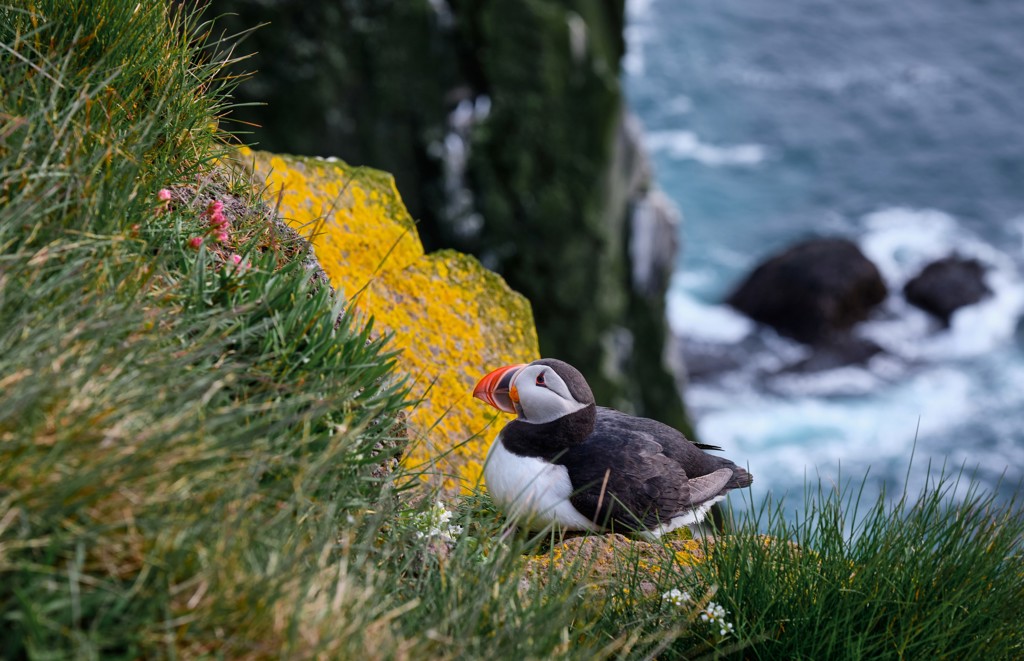 Papegaaiduiker op een met mos begroeide klif aan de kust van IJsland.