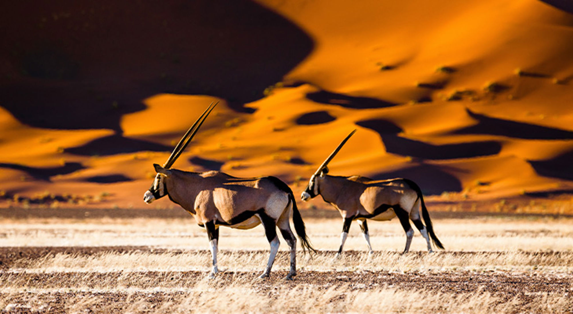 Namibië Twee oryxen in de woestijn met zandduinen op de achtergrond.