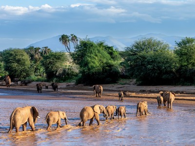 Olifantenkudde steekt een rivier over tijdens de route door Kenia en Tanzania, met savanne en bergen op de achtergrond.
