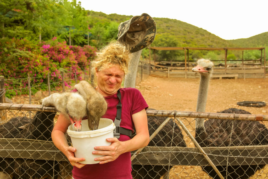 Reiziger voert struisvogels op bij een struisvogelboerderij tijdens de groepsrondreis Zuid-Afrika Tuinroute.