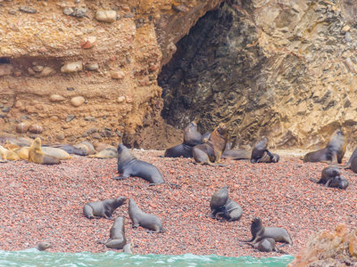 Zeeleeuwen rusten op een rotsachtig strand aan de kust van Peru.