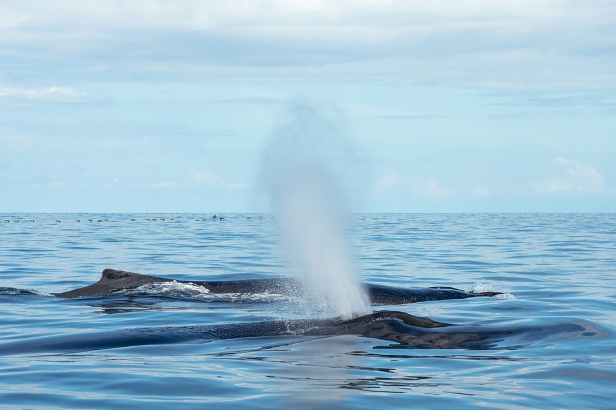 Walvis blaast water omhoog aan het zeeoppervlak bij Costa Rica.