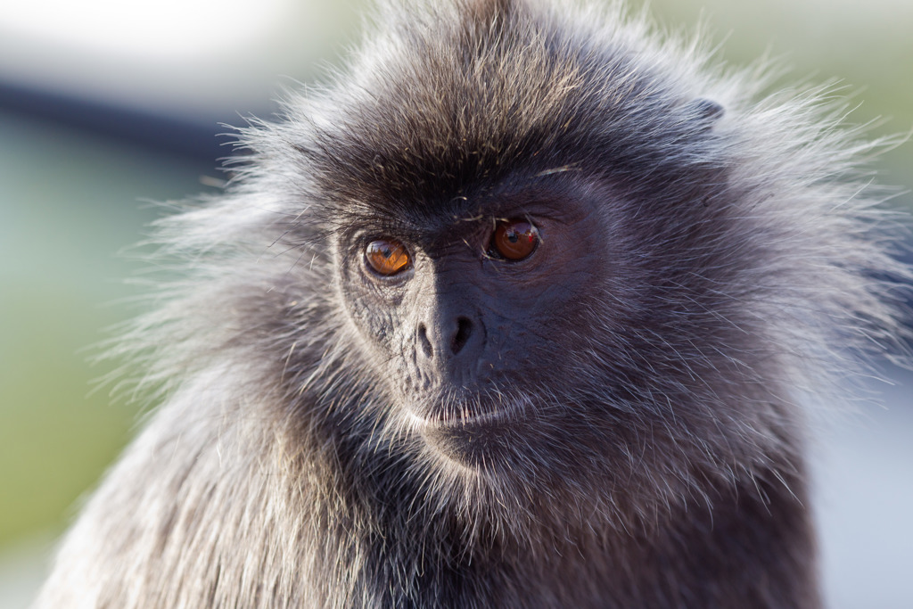 Close-up van een zilverbladlangoer in de jungle van Maleisië tijdens een familiereis.