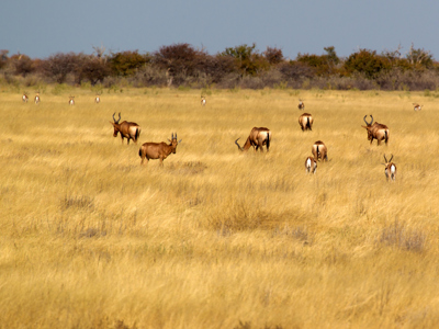Kudde antilopen in de savanne tijdens de route Victoria Falls naar Kaapstad.
