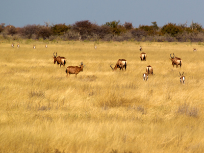 Kudde antilopen in de savanne tijdens de route Victoria Falls naar Kaapstad.