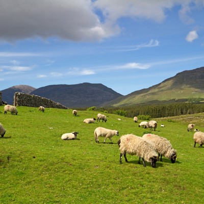 Schapen grazen op groene heuvels met bergen op de achtergrond in Noord-Ierland en Ierland.