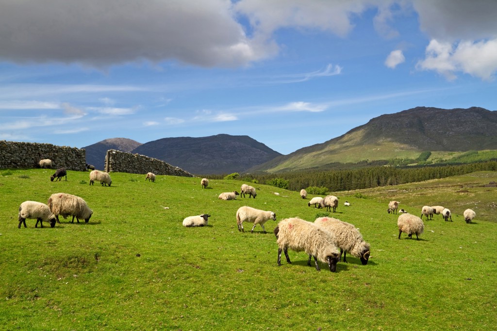 Schapen grazen op groene heuvels met bergen op de achtergrond in Noord-Ierland en Ierland.